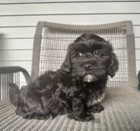 Boy 1, a male Maltipoo for sale in Malta, IL – 3 of 4