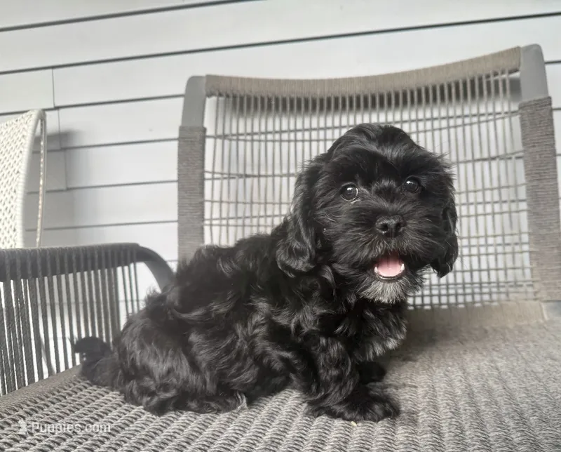Boy 1 – Maltipoo puppy for sale in Malta, IL