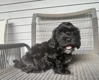 Boy 1, a male Maltipoo for sale in Malta, IL – 1 of 4