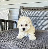 Girl 2, a female Bichpoo and Poochon for sale in Malta, IL – 2 of 3