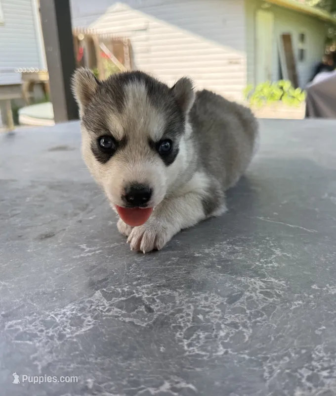 Boy 4 – Siberian Husky puppy for sale in Malta, IL