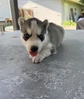 Boy 4, a male Siberian Husky for sale in Malta, IL – 1 of 3