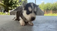 Boy 1, a male Siberian Husky for sale in Malta, IL – 2 of 3