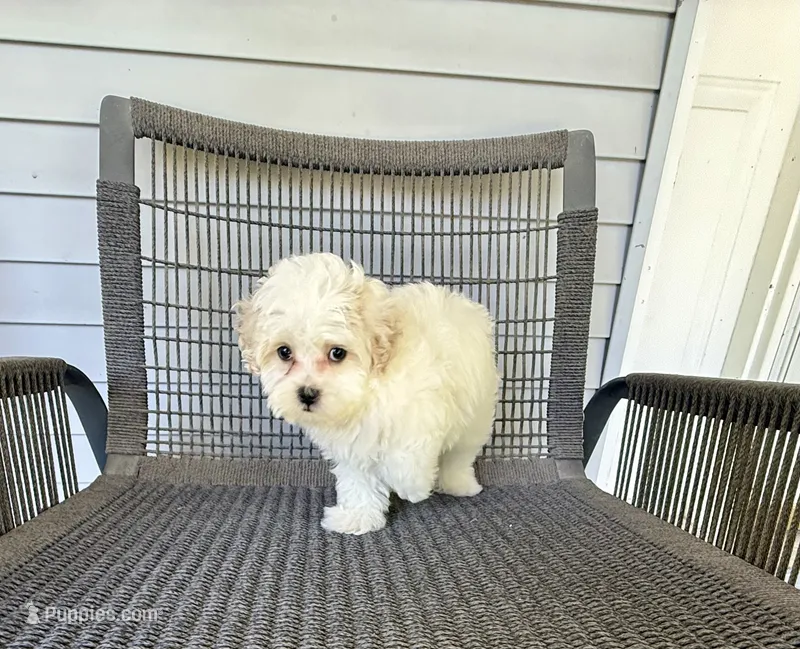 Girl 1 – Bichpoo, Poochon puppy for sale in Malta, IL