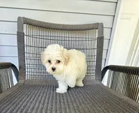 Girl 1, a female Bichpoo and Poochon for sale in Malta, IL – 1 of 4