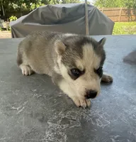 Boy 4, a male Siberian Husky for sale in Malta, IL – 2 of 3