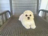 Girl 2, a female Bichpoo and Poochon for sale in Malta, IL – 3 of 3