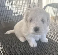 Boy 2, a male Bichpoo and Poochon for sale in Malta, IL – Photo 3 of 4