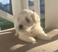 Boy 2, a male Bichpoo and Poochon for sale in Malta, IL – Photo 4 of 4