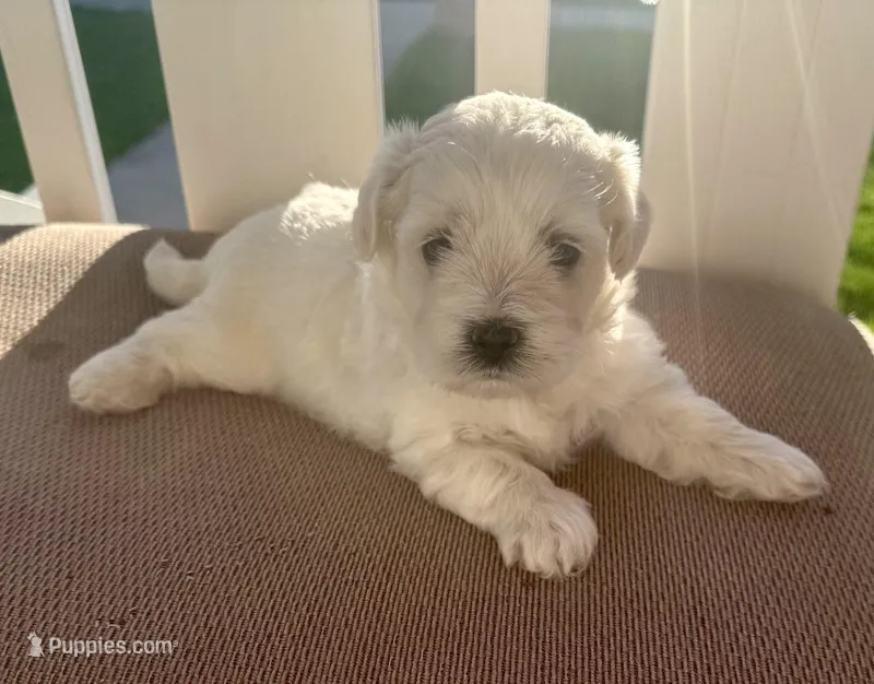 Boy 2 – Bichpoo, Poochon puppy for sale in Malta, IL