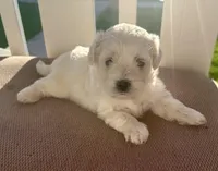 Boy 2, a male Bichpoo and Poochon for sale in Malta, IL – Photo 1 of 4