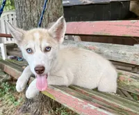 Boy 1, a male Siberian Husky for sale in Malta, IL – 2 of 3