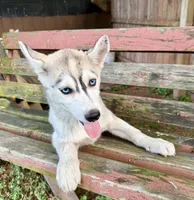 Girl 3, a female Siberian Husky for sale in Malta, IL – 2 of 3