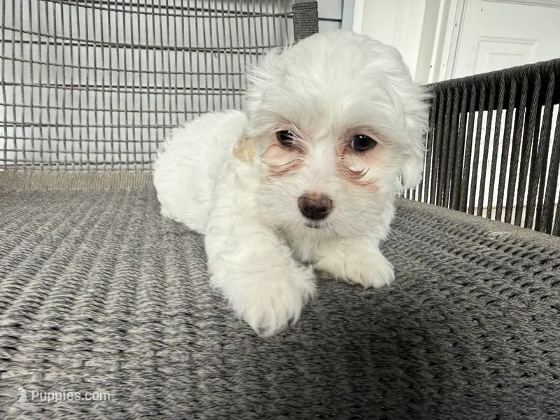Girl 3 – Maltipoo puppy for sale in Malta, IL