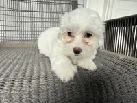 Girl 3, a female Maltipoo for sale in Malta, IL – 1 of 5