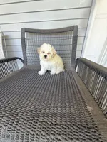 Girl 1, a female Bichpoo and Poochon for sale in Malta, IL – 4 of 4