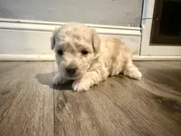 Boy 1, a male Maltipoo for sale in Malta, IL – Photo 2 of 2