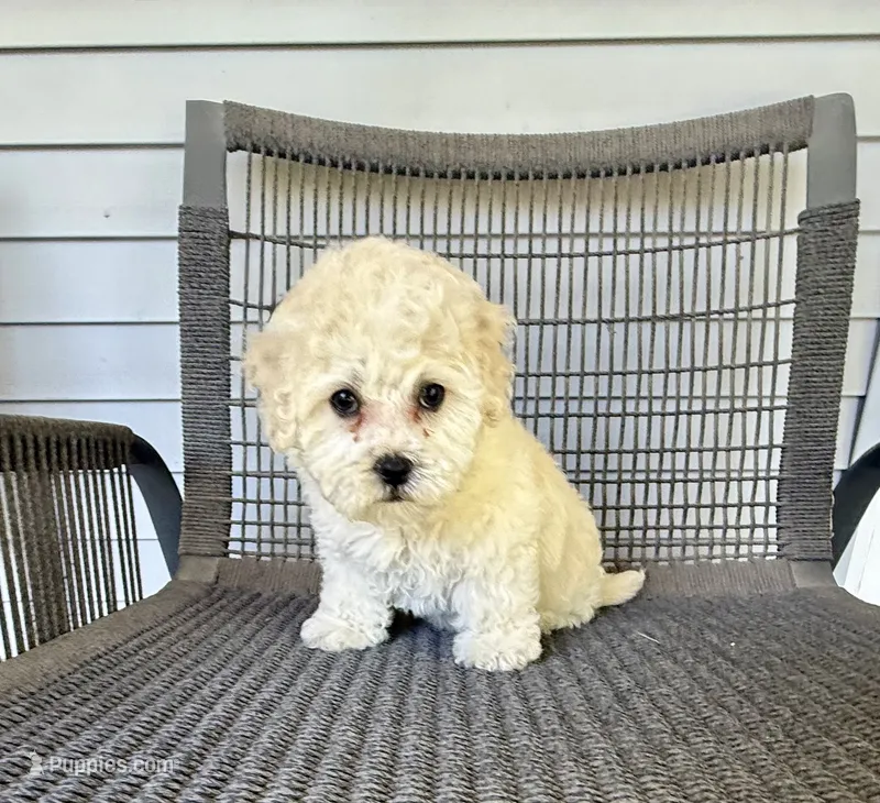 Girl 2 – Bichpoo, Poochon puppy for sale in Malta, IL