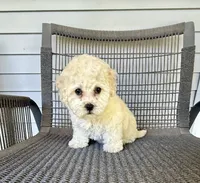 Girl 2, a female Bichpoo and Poochon for sale in Malta, IL – 1 of 3