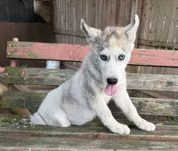 Boy 3, a male Siberian Husky for sale in Malta, IL – 3 of 4