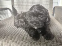 Boy 1, a male Maltipoo for sale in Malta, IL – 4 of 4
