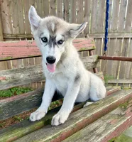 Girl 2, a female Siberian Husky for sale in Malta, IL – 3 of 3