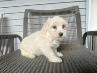 Girl 2, a female Maltipoo for sale in Malta, IL – 4 of 4