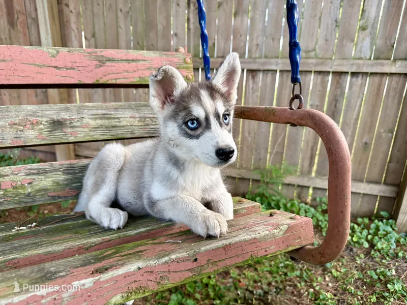 Girl 1 – Siberian Husky puppy for sale in Malta, IL