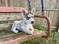 Girl 1, a female Siberian Husky for sale in Malta, IL – 1 of 3