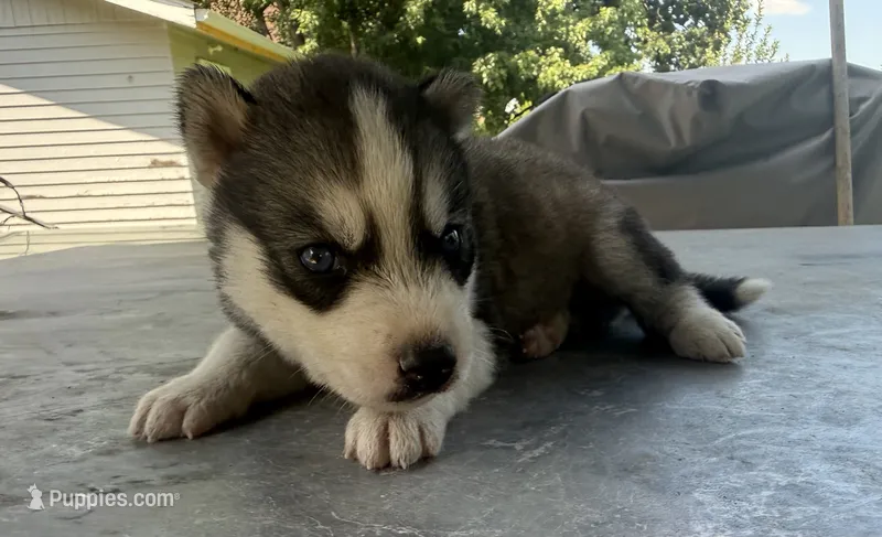 Boy 3 – Siberian Husky puppy for sale in Malta, IL