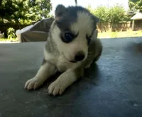 Girl 4, a female Siberian Husky for sale in Malta, IL – 3 of 4