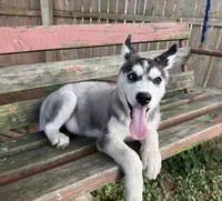 Boy 2, a male Siberian Husky for sale in Malta, IL – 3 of 3