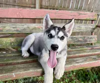 Boy 2, a male Siberian Husky for sale in Malta, IL – 2 of 3
