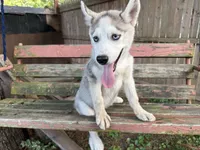 Girl 4, a female Siberian Husky for sale in Malta, IL – 2 of 3