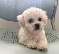 Girl 1, a female Maltipoo for sale in Malta, IL – Photo 3 of 3