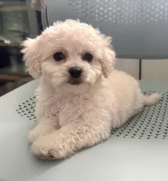 Girl 1, a female Maltipoo for sale in Malta, IL – Photo 2 of 3