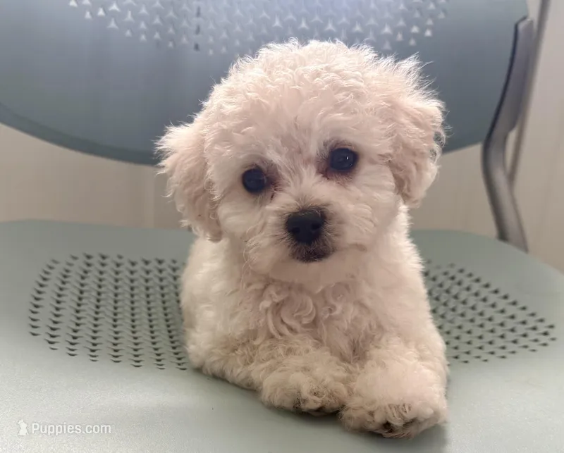 Girl 1 – Maltipoo puppy for sale in Malta, IL