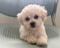 Girl 1, a female Maltipoo for sale in Malta, IL – Photo 1 of 3