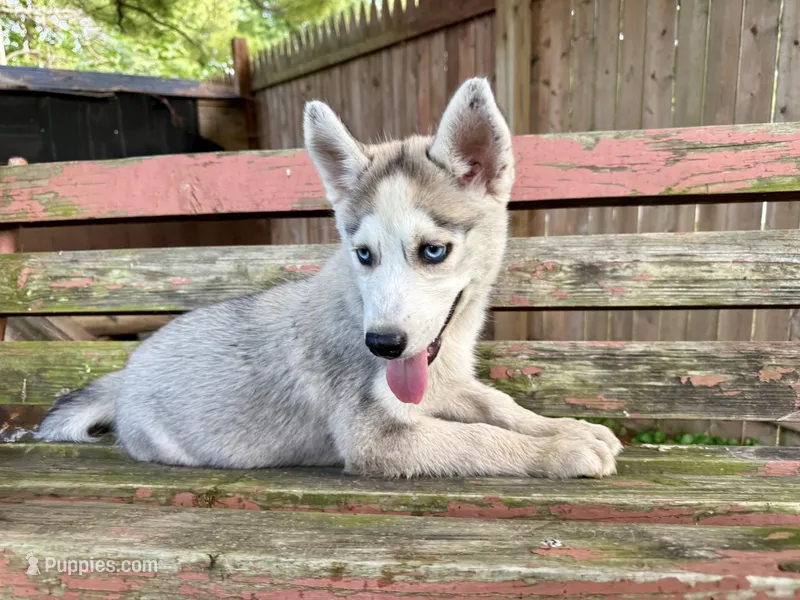 Girl 4 – Siberian Husky puppy for sale in Malta, IL