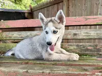 Girl 4, a female Siberian Husky for sale in Malta, IL – 1 of 3