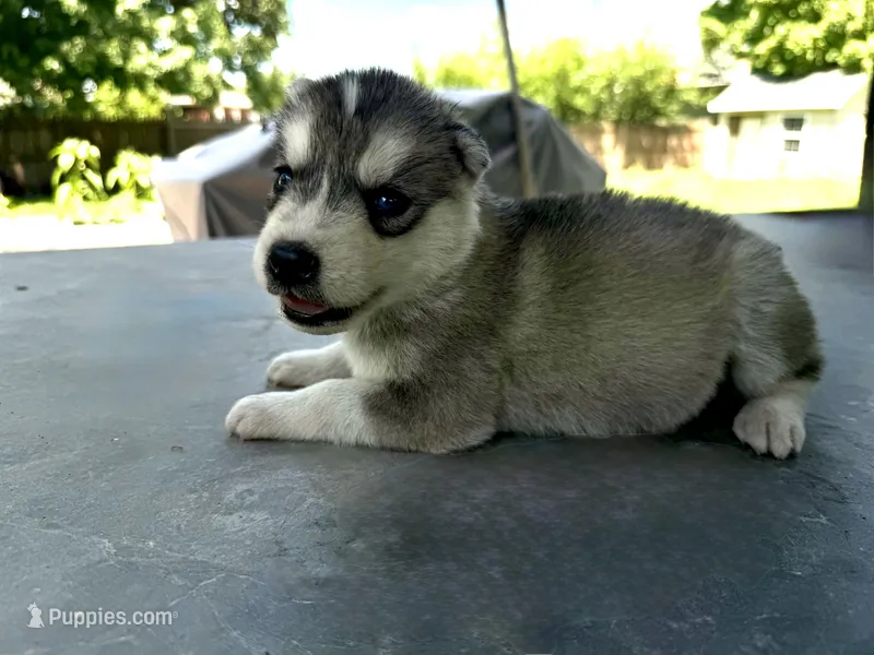 Girl 3 – Siberian Husky puppy for sale in Malta, IL