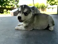 Girl 3, a female Siberian Husky for sale in Malta, IL – 1 of 3
