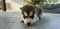 Boy 2, a male Siberian Husky for sale in Malta, IL – 2 of 3