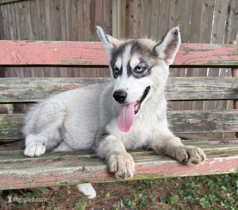Boy 4 – Siberian Husky puppy for sale in Malta, IL