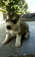 Girl 3, a female Siberian Husky for sale in Malta, IL – 3 of 3