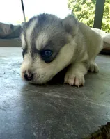 Girl 2, a female Siberian Husky for sale in Malta, IL – 3 of 3