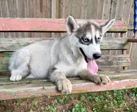 Boy 4, a male Siberian Husky for sale in Malta, IL – 3 of 4