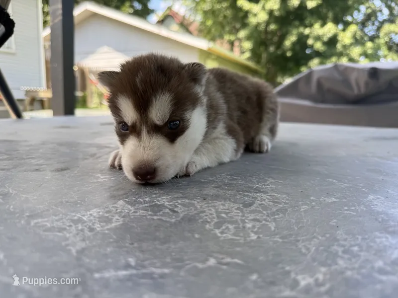 Boy 2 – Siberian Husky puppy for sale in Malta, IL