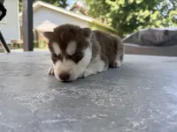 Boy 2, a male Siberian Husky for sale in Malta, IL – 1 of 3