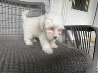 Girl 3, a female Maltipoo for sale in Malta, IL – 2 of 5